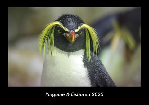 Pinguine & Eisbären 2025 Fotokalender DIN A3
