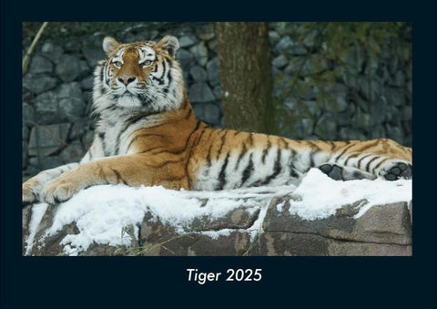 Tiger 2025 Fotokalender DIN A4