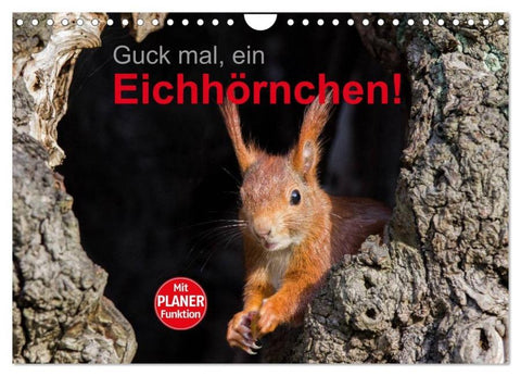 Guck mal, ein Eichhörnchen! (Wandkalender 2026 DIN A4 quer), CALVENDO Monatskalender