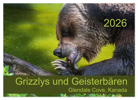 Grizzlys und Geisterbären - Glendale Cove, Kanada (Wandkalender 2026 DIN A2 quer), CALVENDO Monatskalender
