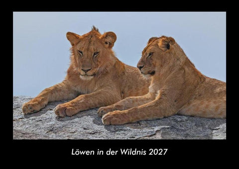 Löwen in der Wildnis 2027 Fotokalender DIN A3