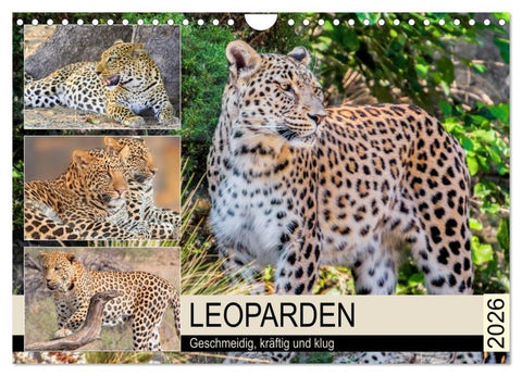 Leoparden. Geschmeidig, kräftig und klug (Wandkalender 2026 DIN A4 quer), CALVENDO Monatskalender