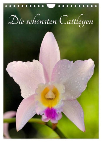 Die schönsten Cattleyen (Wandkalender 2026 DIN A4 hoch), CALVENDO Monatskalender