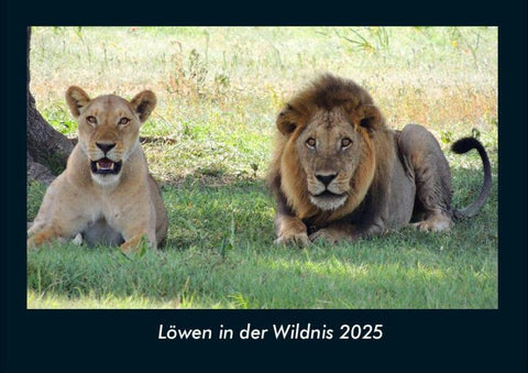 Löwen in der Wildnis 2025 Fotokalender DIN A4