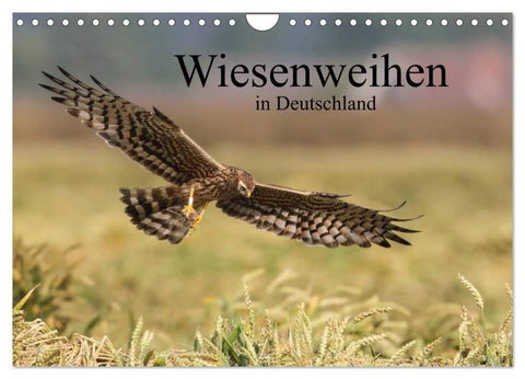 Wiesenweihen in Deutschland (Wandkalender 2026 DIN A4 quer), CALVENDO Monatskalender