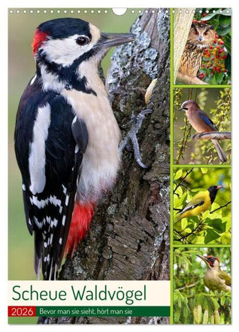 Scheue Waldvögel (Wandkalender 2026 DIN A3 hoch), CALVENDO Monatskalender