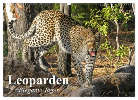 Leoparden. Elegante Jäger (Wandkalender 2026 DIN A2 quer), CALVENDO Monatskalender