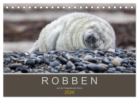 Robben auf der Helgoländer Düne (Tischkalender 2026 DIN A5 quer), CALVENDO Monatskalender