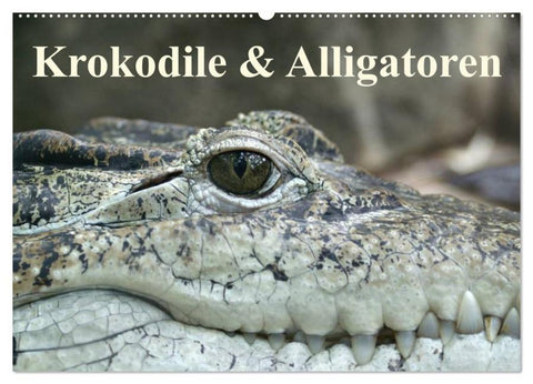 Krokodile & Alligatoren (Wandkalender 2026 DIN A2 quer), CALVENDO Monatskalender
