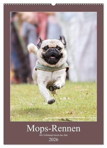 Mops-Rennen (Wandkalender 2026 DIN A2 hoch), CALVENDO Monatskalender