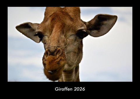 Giraffen 2026 Fotokalender DIN A3