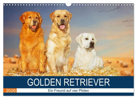 Golden Retriever - Ein Freund auf vier Pfoten (Wandkalender 2026 DIN A3 quer), CALVENDO Monatskalender