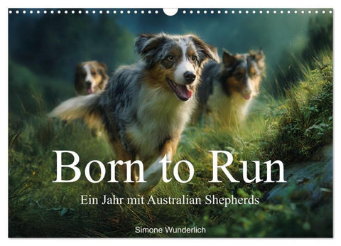 Born to run - Ein Jahr mit Australian Shepherds (Wandkalender 2027 DIN A3 quer), CALVENDO Monatskalender