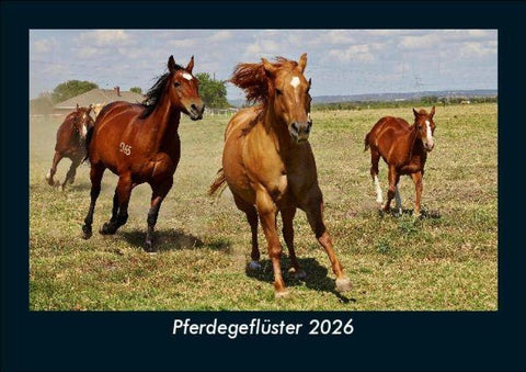 Pferdegeflüster 2026 Fotokalender DIN A5