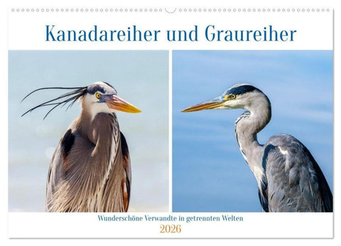 Kanadareiher und Graureiher (Wandkalender 2026 DIN A2 quer), CALVENDO Monatskalender