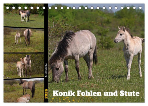 Mutterliebe - Konik Fohlen und Stute (Tischkalender 2026 DIN A5 quer), CALVENDO Monatskalender
