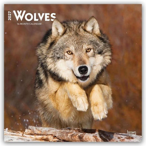 Wolves – Wölfe 2027 – 16-Monatskalender