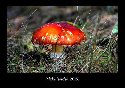 Pilzkalender 2026 Fotokalender DIN A3