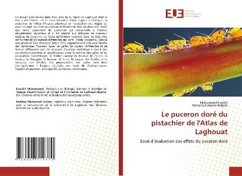 Le puceron doré du pistachier de l'Atlas de Laghouat