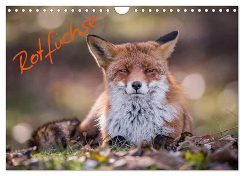 Rotfüchse (Wandkalender 2026 DIN A4 quer), CALVENDO Monatskalender