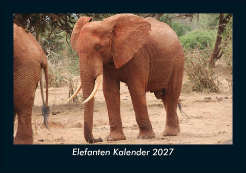 Elefanten Kalender 2027 Fotokalender DIN A5