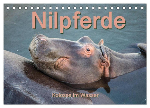 Nilpferde, Kolosse im Wasser (Tischkalender 2026 DIN A5 quer), CALVENDO Monatskalender