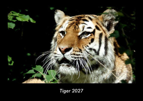 Tiger 2027 Fotokalender DIN A3