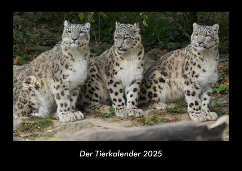Der Tierkalender 2025 Fotokalender DIN A3