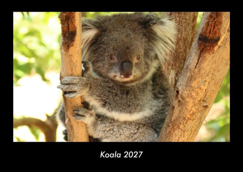 Koala 2027 Fotokalender DIN A3