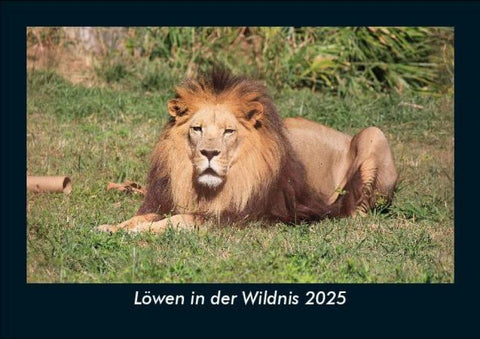 Löwen in der Wildnis 2025 Fotokalender DIN A5
