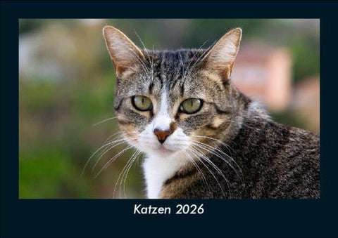 Katzen 2026 Fotokalender DIN A5
