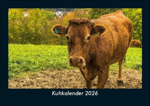 Kuhkalender 2026 Fotokalender DIN A5