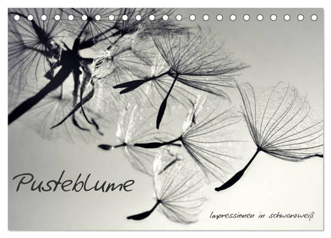Pusteblume - Impressionen in schwarzweiß (Tischkalender 2026 DIN A5 quer), CALVENDO Monatskalender