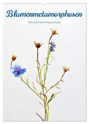 Blumenmetamorphosen (Wandkalender 2026 DIN A2 hoch), CALVENDO Monatskalender