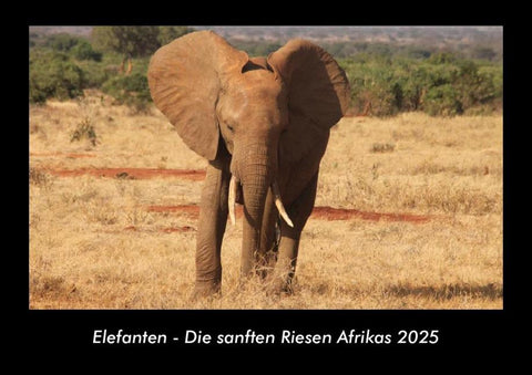 Elefanten - Die sanften Riesen Afrikas 2025 Fotokalender DIN A3