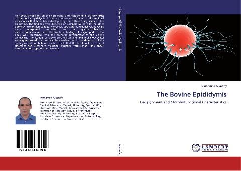 The Bovine Epididymis