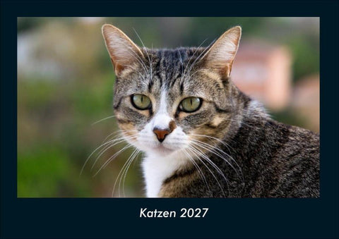 Katzen 2027 Fotokalender DIN A4