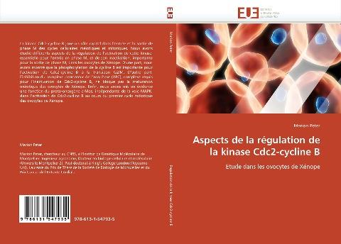 Aspects de la régulation de la kinase Cdc2-cycline B