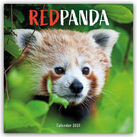 Red Panda – Rote Pandas – Rote Pandabären 2027 – Wand-Kalender