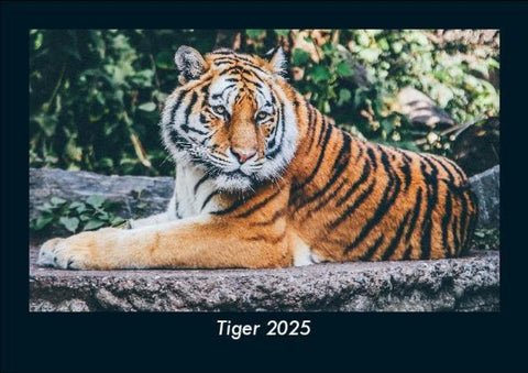 Tiger 2025 Fotokalender DIN A5