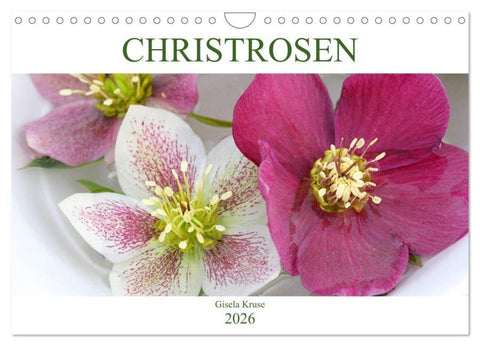 Christrosen (Wandkalender 2026 DIN A4 quer), CALVENDO Monatskalender