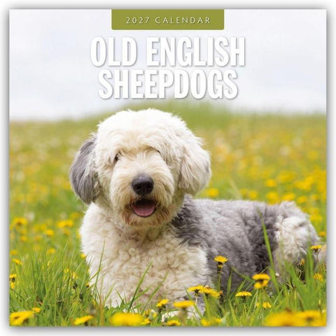 Old English Sheepdogs – Bobtail 2027 – 16-Monatskalender