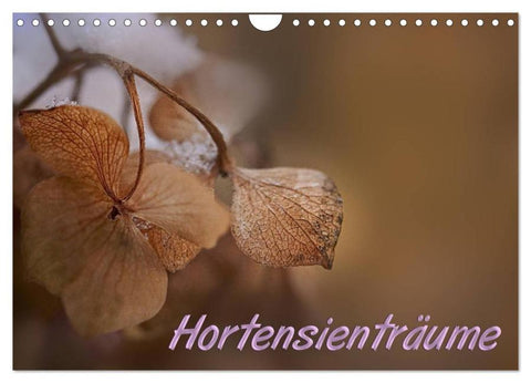 Hortensienträume (Wandkalender 2026 DIN A4 quer), CALVENDO Monatskalender