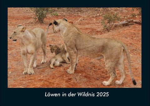 Löwen in der Wildnis 2025 Fotokalender DIN A4