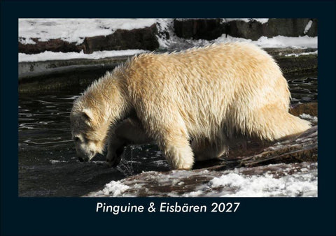 Pinguine & Eisbären 2027 Fotokalender DIN A5