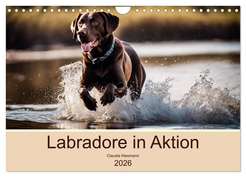 Labradore in Aktion (Wandkalender 2026 DIN A4 quer), CALVENDO Monatskalender