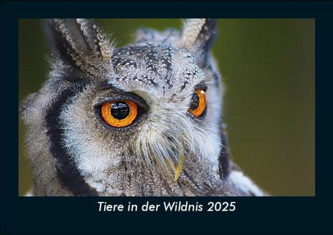 Tiere in der Wildnis 2025 Fotokalender DIN A5