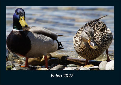 Enten 2027 Fotokalender DIN A4