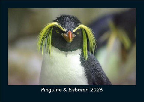Pinguine & Eisbären 2026 Fotokalender DIN A5