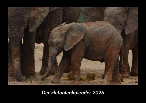 Der Elefantenkalender 2026 Fotokalender DIN A3